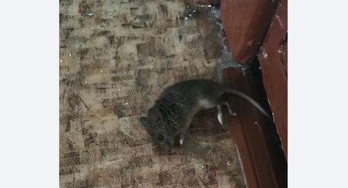 Дезинфекция от мышей в поселке Первомайское