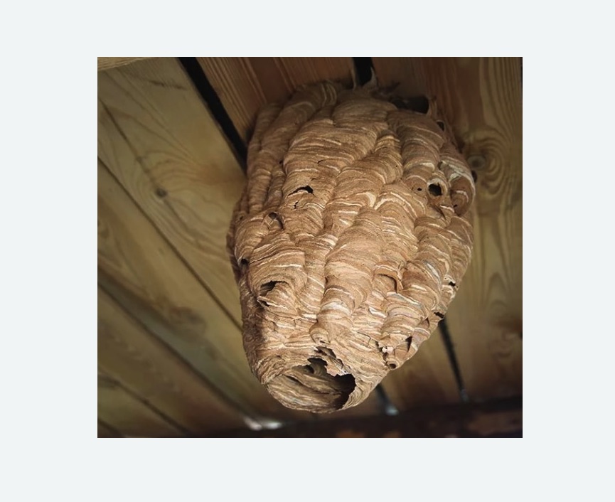 обработка от шершней в поселке Первомайское