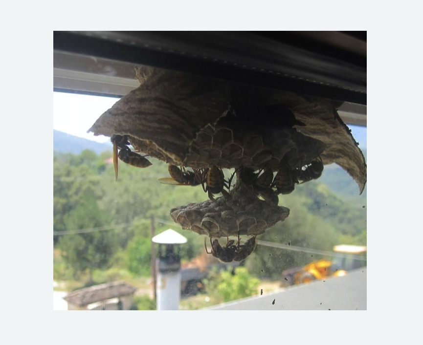 Уничтожение гнёзд шершней в поселке Первомайское