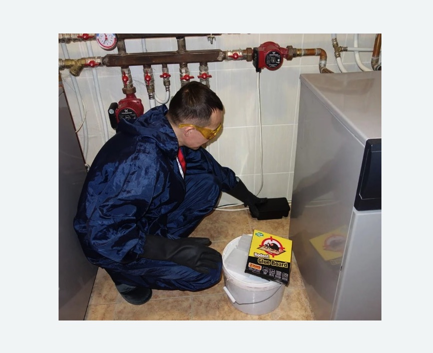 Уничтожение крыс Уничтожение крыс в поселке Первомайское