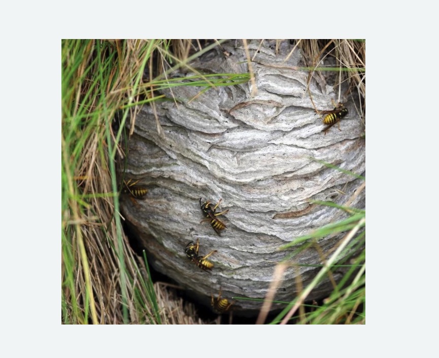 Уничтожение ос и ульев Уничтожение ос и ульев в поселке Первомайское